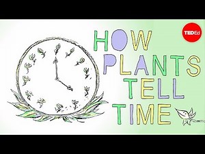 How plants tell time - Dasha Savage