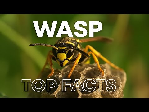 Wasp Facts: Tiny Warriors of Nature