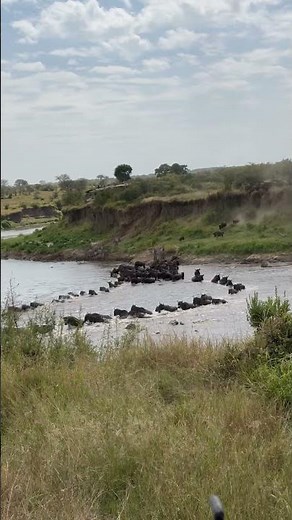 The Great Wildebeest Migration