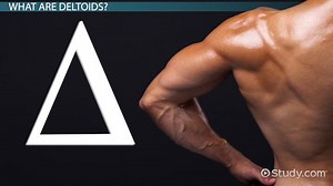 Deltoid Muscle Atrophy: Causes, Symptoms & Treatment