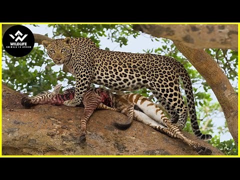 15 Moments Leopards Hunt Prey With Incredible Speed | Wildlife Animals