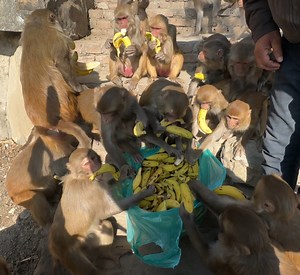 15K views · 2.7K reactions | Feeding Delicious food for monkeys and dogs | Feeding Animal | Facebook