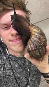 526K views · 3.6K shares | Biggest snail in the World ! Archachatina marginata More on: Instagram: Insecthaus_adi Youtube: InsecthausTV (Watch in HD) | Bugs and Science | Facebook