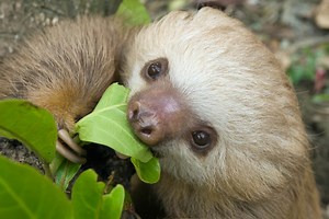What Do Sloths Eat? Sloth Diet, Food, and Digestion — The Sloth Conservation Foundation