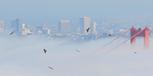 Golden Gate Raptor Observatory | Golden Gate National Parks Conservancy