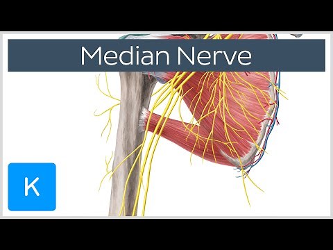 Median Nerve - Course, Distribution & Branches - Human Anatomy | Kenhub