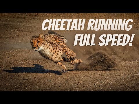 Cheetah Running Full Speed | True Facts