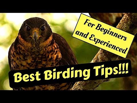 Bird Watching Tips (Birding)