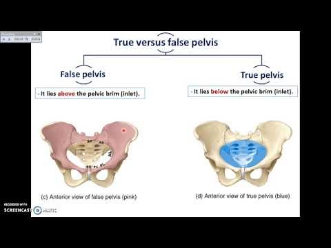 Overview of Pelvis (1) - Bones and Joints of Pelvis - Dr.Ahmed Farid