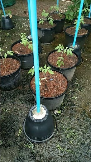 Trellis made out of PVC Pipes supported with concrete at the base