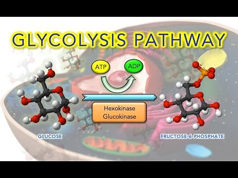 Steps of Glycolysis Reactions Explained - Animation - SUPER EASY