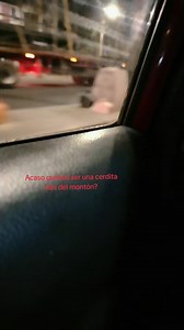 ¿Quieres ser una cerdita más del montón? Frases y búsquedas populares