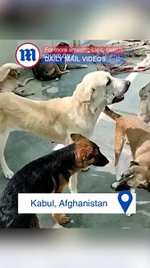 70K views · 1.8K reactions | This dog lives life to the fullest after a huge abscess removed from her face! 殺 | Daily Mail Video | Facebook