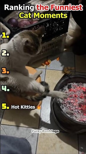 Ranking the Daily Moments Cat Owners Fear Most 😹🐾