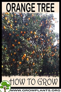 Orange tree - How to grow & care