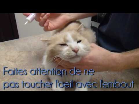 Administration de médicaments ophtalmiques chez le chat