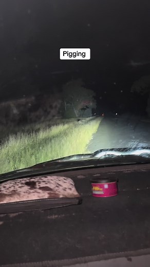 #pigging#babies#notaworryintjeworld#