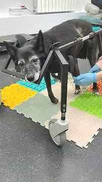 From Years of Silence to a Life Renewed as a Forgotten Dog Rediscovers Hope and Strength