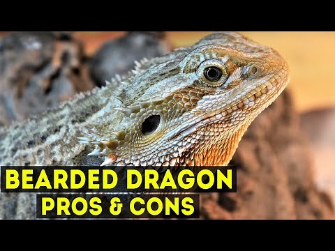 Bearded Dragons Pros & Cons As Pet Lizards