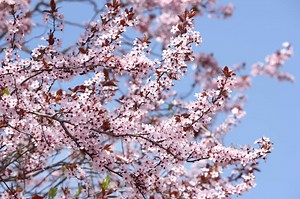 Identification Guide for Cherry Trees