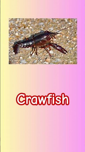 Types of Shellfish | Shellfish Names & Varieties Explained 🦐🦀 | Seafood Guide #Shellfish #Seafood