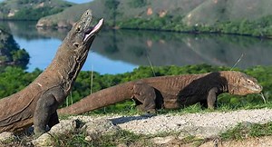 Biggest Reptile in the World: 5 Giant Reptiles That Will Blow Your Mind!