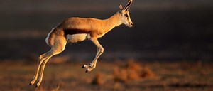 Springbok