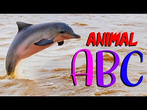 ANIMAL ALPHABET | Kids Dance Song ABC