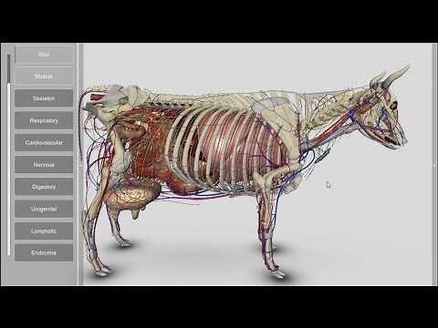3D Bovine Anatomy v2.00a
