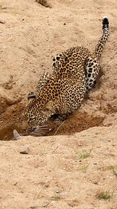1.9M views · 14K reactions | Watch as this beautiful female Leopard, Aranyani has a drink next to our vehicle on safari. #krugernationalpark #wildlife #nature #leopard #safari | Kruger Gone Wild Safaris | Facebook