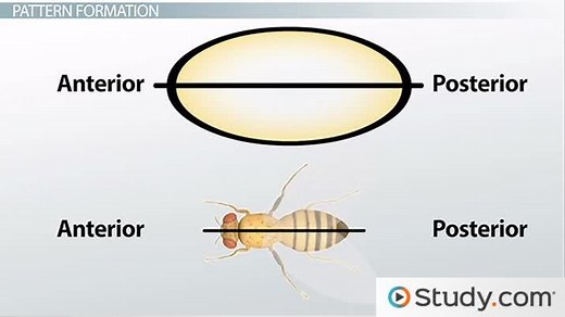 Drosophila Development: Pattern Formation of the Body Plan