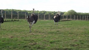 5K views · 45 reactions | Quick!! New Down on the Farm for Autumn and Winter is on every Friday at 5pm! 旅 | CBeebies | Facebook