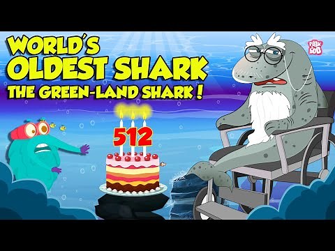 The Greenland Shark - World's Oldest Shark | 500+ Years Old Legendary Shark | Dr. Binocs Show