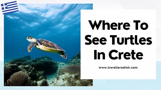 Where To See Turtles In Crete - 2024 Guide