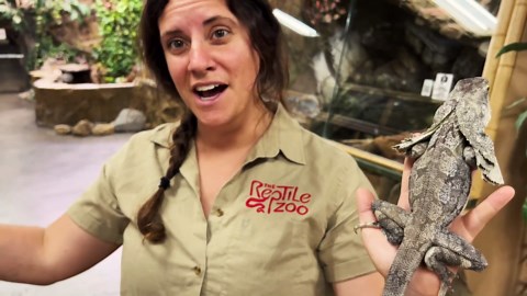 Lizards From All Over the World