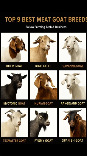 BEST MEAT GOATS FOR FARMING OR HOME USE Here are 9 great goat breeds that give you plenty of meat and grow fast. They’re strong, easy to raise, and perfect for farmers or anyone who wants to produce goat meat. - Boer Goat – Big, fast-growing, and gives lots of meat. Very popular. - Kiko Goat – Tough and doesn’t get sick easily. Good for low-maintenance farms. - Savanna Goat – Strong and muscular. Handles heat well and gives quality meat. - Myotonic Goat – Also called fainting goat. Has more meat