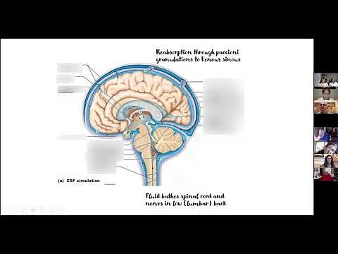 Shunt Systems with Dr. Jodie Levitt