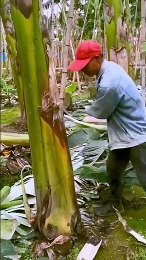 The process of cutting banana trees - a good tool can make the work more efficient