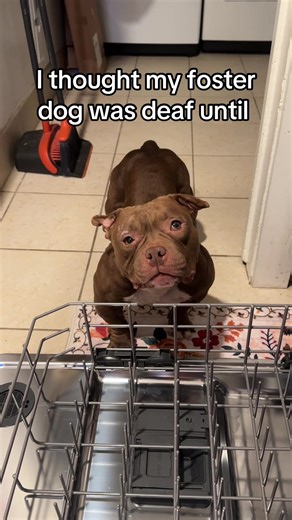 Understanding Deafness in Foster Dogs