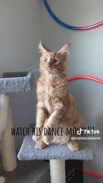Cooper is a one of a kind red tabby Maine Coon!! He is such a rock star with those dance moves!! #mainecooncats #kittensoftiktok #mainecoonsoftiktok #redtabby #dancingcat #cutecat #cooper #mainecoonkitten #rockstar #mk #travel #utah #cattery
