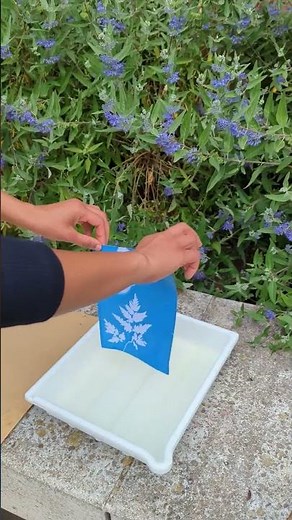 Make a cyanotype with Marie Smith - Horniman Museum and Gardens