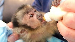 339K views · 1.6K shares | Baby Monkey Happy walks you through his night time routine! Watch him enjoy a warm bottle, get his diaper changed, and have a little fun with his pet human Pete before bed! Always like and SHARE MonkeyBoo and little Happy with a friend! | MonkeyBoo | Facebook