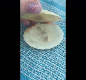 Little Sea Creature in a Shell