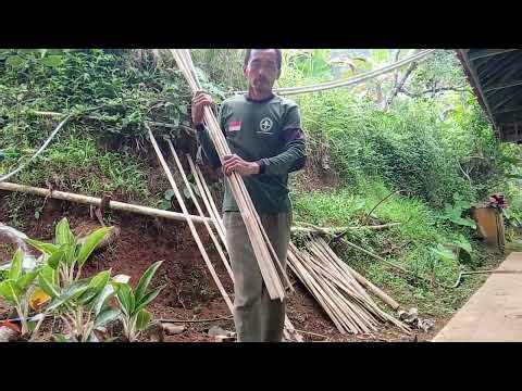 Manfaatkan pohon bambu untuk pagar tanaman