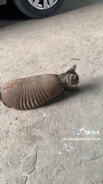 Armadillo Keeps Digging: Fascinating Behavior Insights