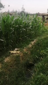 1.5K reactions · 22 comments | https://youtube.com/@sabawaseemvlog?si=Li-hr24VxLUIvPMA | Saba Waseem | Facebook