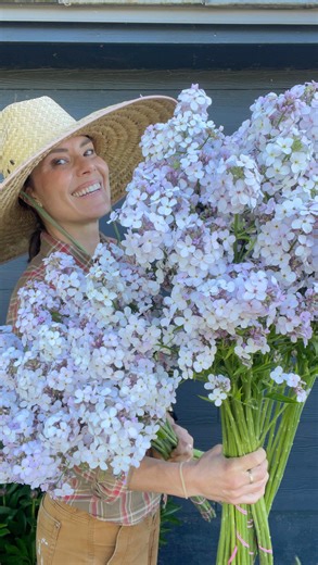 Petal Pink Flower Farm on Instagram: "Sweet Rocket - it’s my first year growing it in farming quantities (I grew a small amount last year so I could save the seeds), and I am in LOVE!!! Less finicky than lilac or stock, but same fabulous color AND it’s incredibly fragrant! Also yes I KNOW it’s invasive in some areas, so grow responsibly. . . . . #flowers #flowerharvest #purpleflowers #flowerfarming #oregonflowerfarm #iloveflowers #floral #flowerlife"