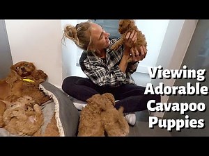 The Ultimate Cavapoo Puppy Showdown: Watch Us Choose Between TWO Adorable Pups!