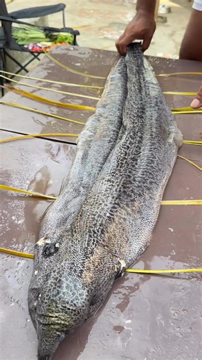 Aicel Espinosa on Instagram: "Big Eel 🪱"