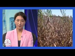 China is no longer dependent on US soybeans, but they are still determined to invest in Trump